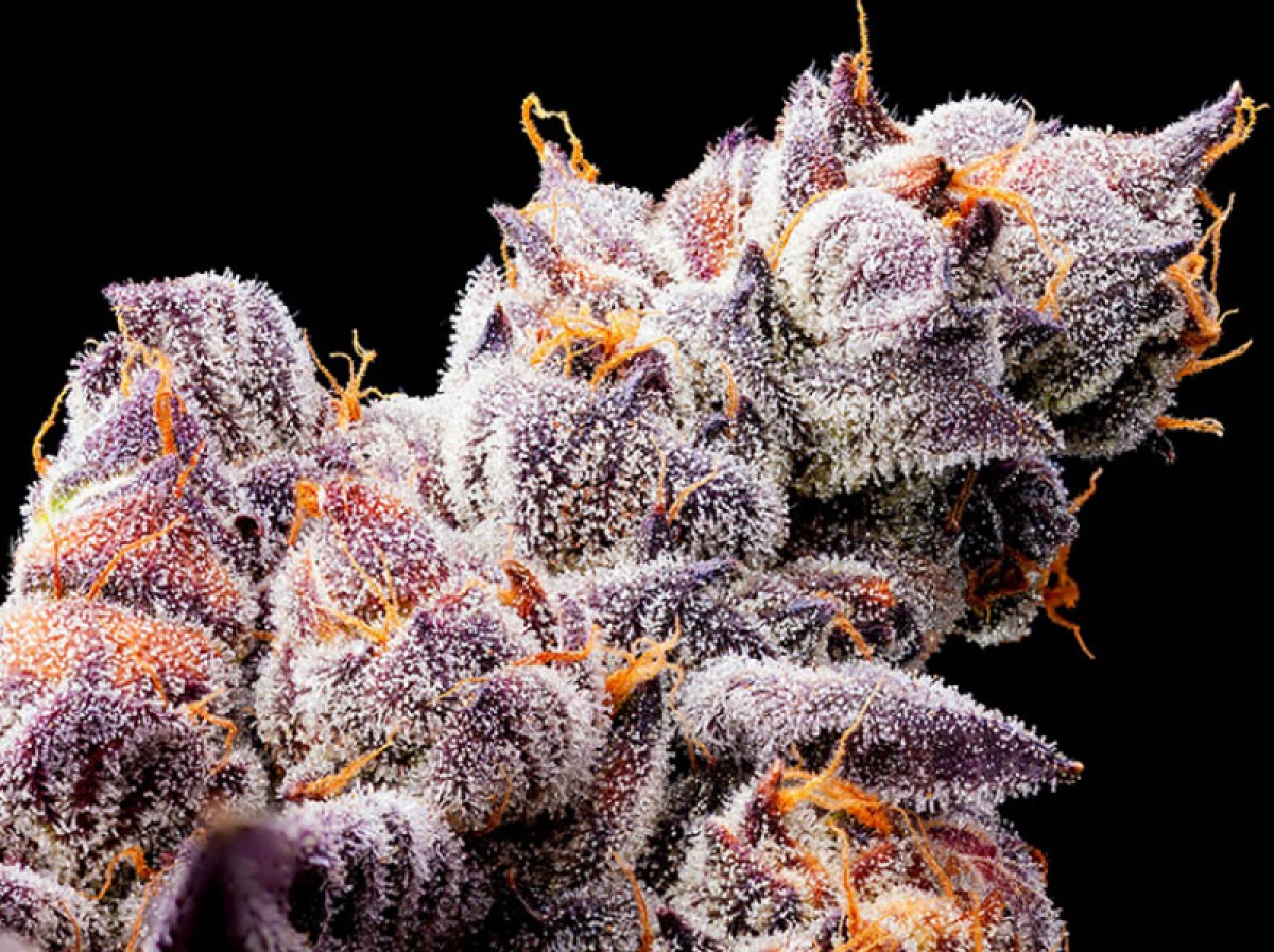 olorful Cherry Zkittlez cannabis buds with frosty trichomes